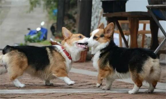黄白黑柯基犬舍怎么样-图1