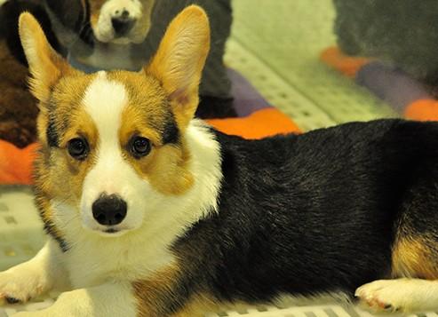 三色柯基犬图片价格多少钱一只