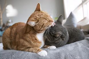新猫和旧猫打架需要管吗