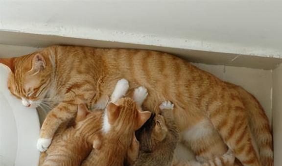 母猫会主动给小猫断奶吗-图1