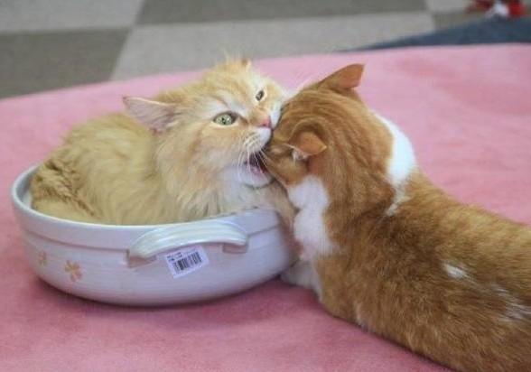 母猫怎么忽然脾气暴躁咬小猫-图1