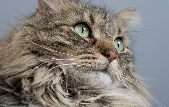 猫吃甲硝唑最多吃几天-图1