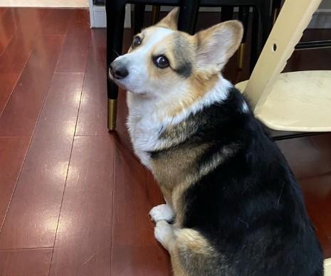 三色柯基犬怎么看纯不纯