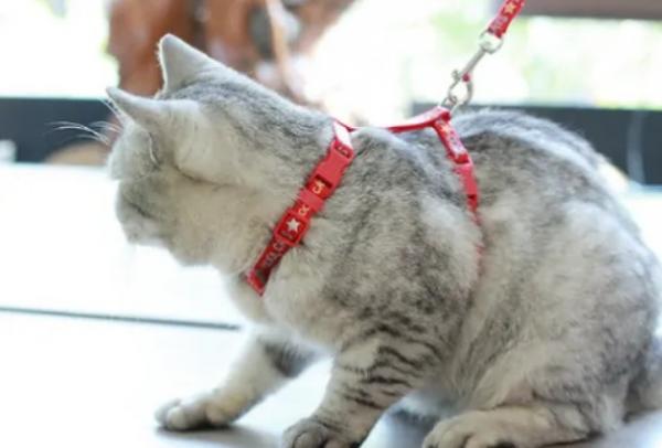 猫绳子怎么戴-图1