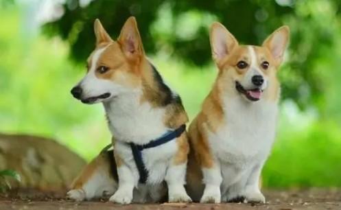 长毛柯基犬和短毛柯基的区别图片-图1