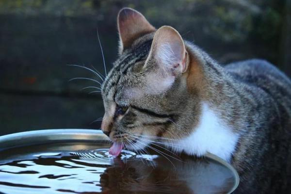 小猫喝水多正常吗