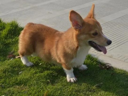 短毛柯基幼犬长大后的样子图片-图1
