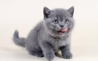 正宗蓝猫是什么样子的-图1