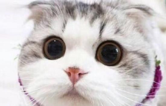 折耳猫总爱弓腰是正常吗-图1
