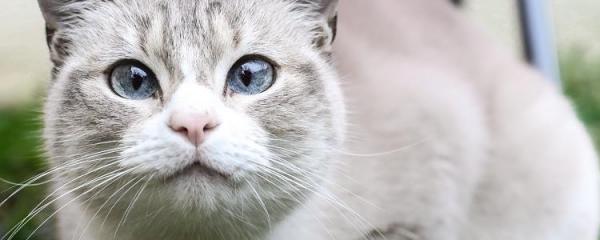 猫拉的屎为什么这么臭-图1