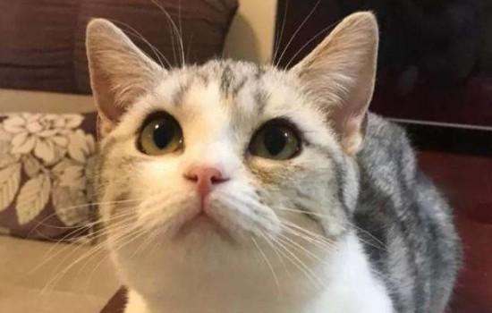美短公猫发情的表现-图1