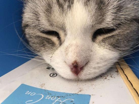 猫鼻子破了能自愈吗