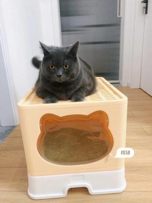 猫砂盆里放多少猫砂