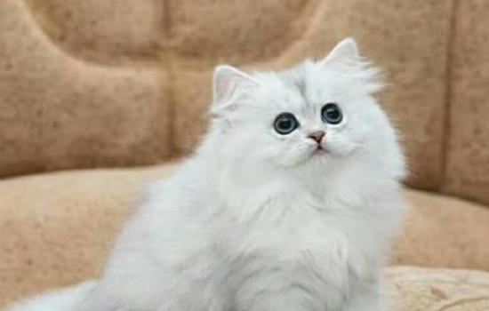 小猫应激反应怎么办-图1