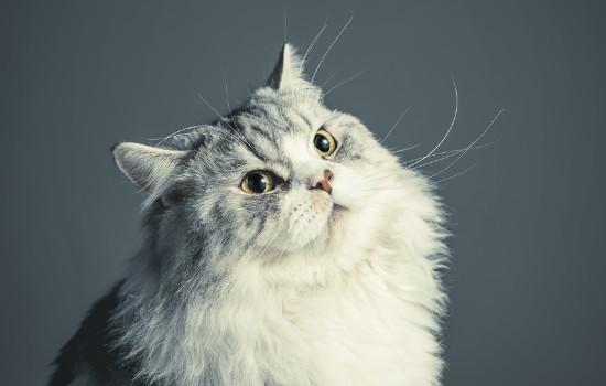 小猫喝蜂蜜水的4大禁忌-图1
