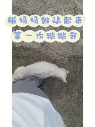 猫吃了老鼠药怎么办-图1