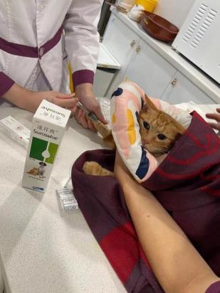 猫吃了老鼠药怎么办-图2