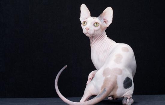 猫什么时候可以打疫苗-图1