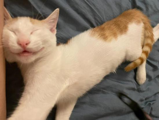 猫会放屁吗臭吗