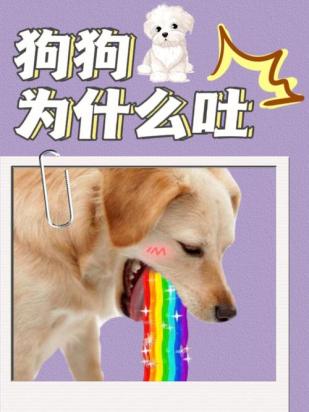 狗狗三天不吃不喝还吐怎么办-图1