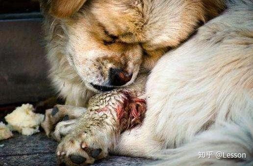 为什么狗狗喜欢舔伤口-2