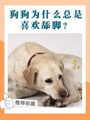 为什么狗狗喜欢舔伤口-1