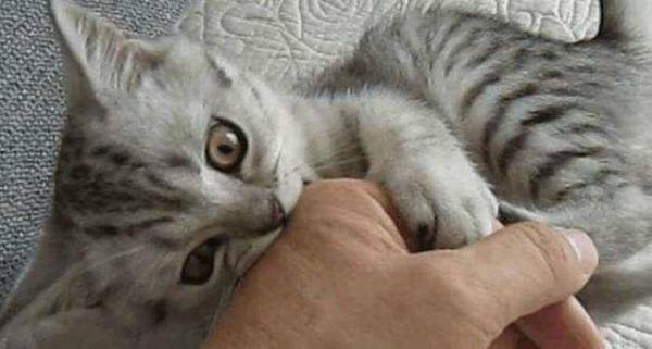 小猫咬人但是不下重口是怎么回事-图3