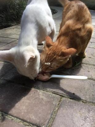为什么不能给野猫喂食-图3
