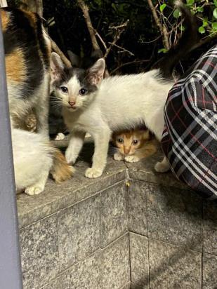 为什么不能给野猫喂食-图1