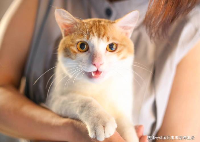 猫发情期在几月份?-图1