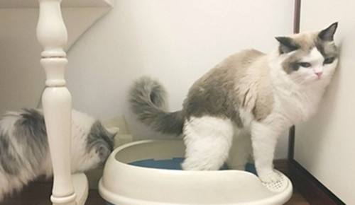 怎么给猫用开塞露要用很深吗-图1