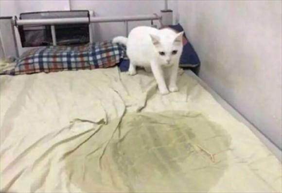 猫在床上拉尿什么原因