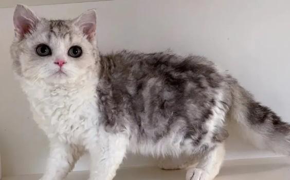 赛凯猫掉毛吗