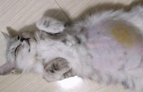 猫应激后几天会传腹-图1