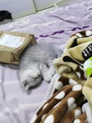 猫咪刚到新家怎么让它适应-图3