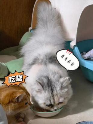 猫咪刚到新家怎么让它适应-图2