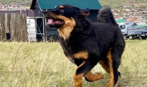 蒙古獒幼犬价格及影响因素-1
