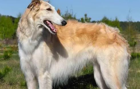 苏俄猎狼犬属于细狗吗-图1