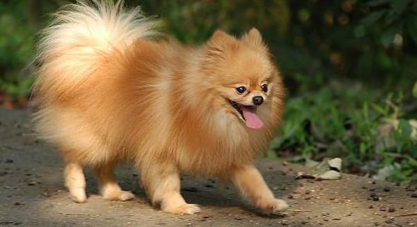 松鼠犬好养吗-图1