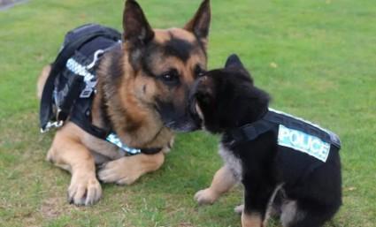 中国警犬是什么品种的狗-图1