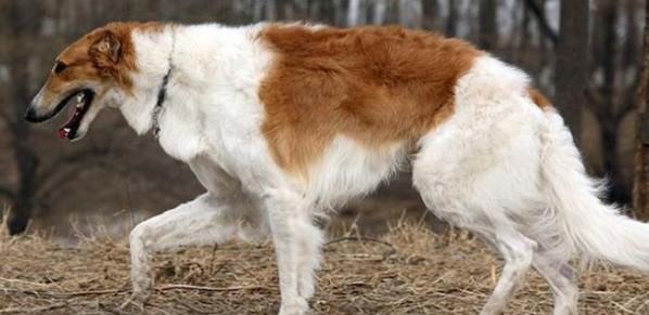 波索尔犬的毛发护理-图1
