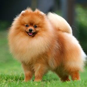 松鼠犬是什么狗-图1