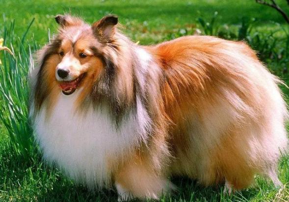 长毛的大型犬有哪些品种-图1