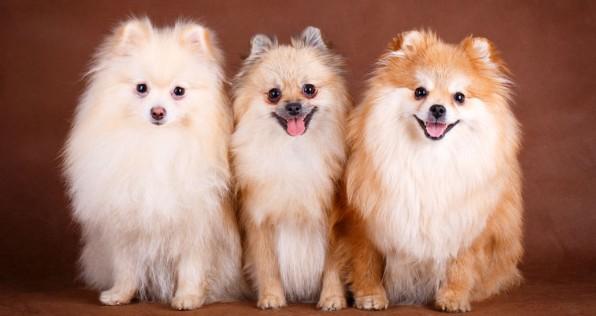 波美拉尼亚犬吃什么