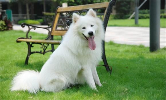 摩耶犬的繁殖与配种