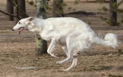 波索尔犬掉毛严重吗