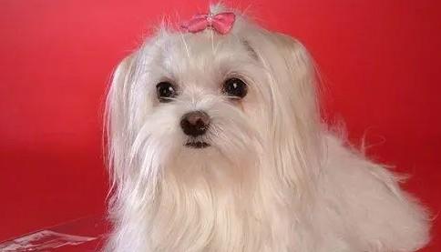 长毛小型犬有哪些品种-图1