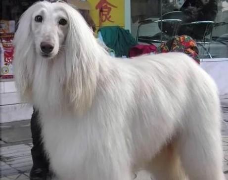 长毛犬类长毛犬品种大全-图1