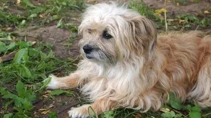 长毛狗大型犬长毛狗狗品种