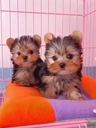蒙古赘幼犬多少钱一只-图1